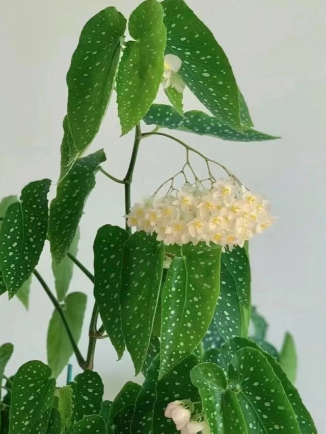 耐陰好養(yǎng)不挑地!這種綠植斑斕靚麗,葉比花美 耐陰好養(yǎng)不挑地!這種綠植斑斕靚麗,葉比花美