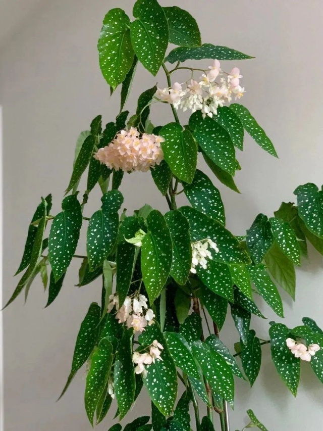 耐陰好養(yǎng)不挑地!這種綠植斑斕靚麗,葉比花美 耐陰好養(yǎng)不挑地!這種綠植斑斕靚麗,葉比花美