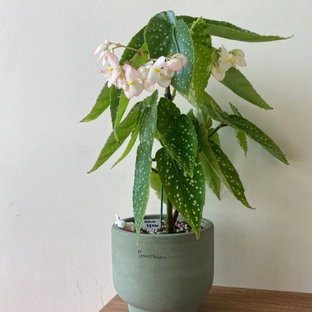 耐陰好養(yǎng)不挑地!這種綠植斑斕靚麗,葉比花美 耐陰好養(yǎng)不挑地!這種綠植斑斕靚麗,葉比花美