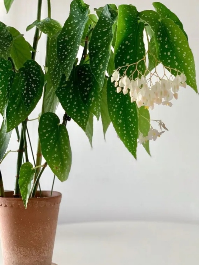 耐陰好養(yǎng)不挑地!這種綠植斑斕靚麗,葉比花美 耐陰好養(yǎng)不挑地!這種綠植斑斕靚麗,葉比花美
