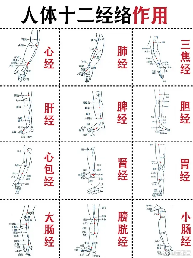 大众科普|中医经络刮痧:传统疗法的现代解读与临床应用 大众科普|中医经络刮痧:传统疗法的现代解读与临床应用