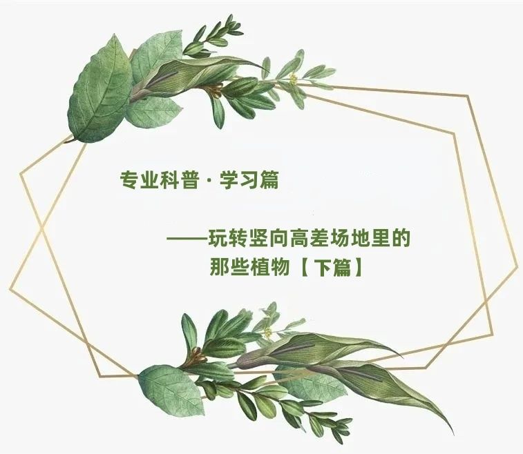 【景立方绿皮书】第十期|玩转竖向高差场地里的那些植物【下篇】 【景立方绿皮书】第十期|玩转竖向高差场地里的那些植物【下篇】