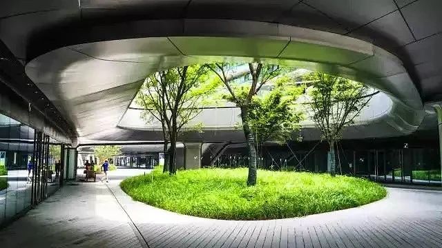 【景立方绿皮书】第九期|玩转竖向高差场地里的那些植物【中篇】 【景立方绿皮书】第九期|玩转竖向高差场地里的那些植物【中篇】