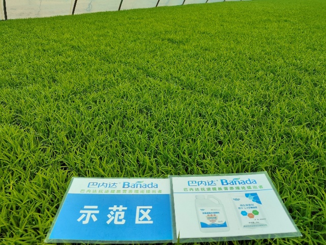水稻育苗,這四道肥很關(guān)鍵! 水稻育苗,這四道肥很關(guān)鍵!