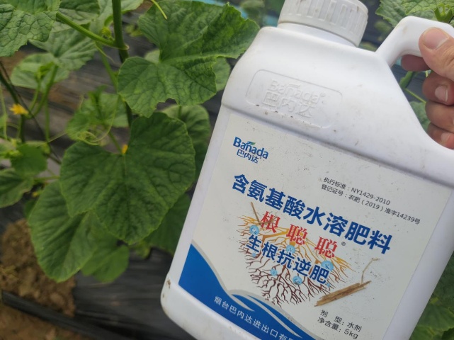 甜瓜用什么肥料好？根系白又健康