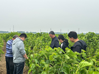 赋能蚕桑产业提质增效,助力乡村特色产业振兴 赋能蚕桑产业提质增效,助力乡村特色产业振兴