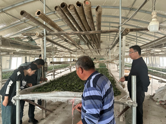 赋能蚕桑产业提质增效,助力乡村特色产业振兴 赋能蚕桑产业提质增效,助力乡村特色产业振兴