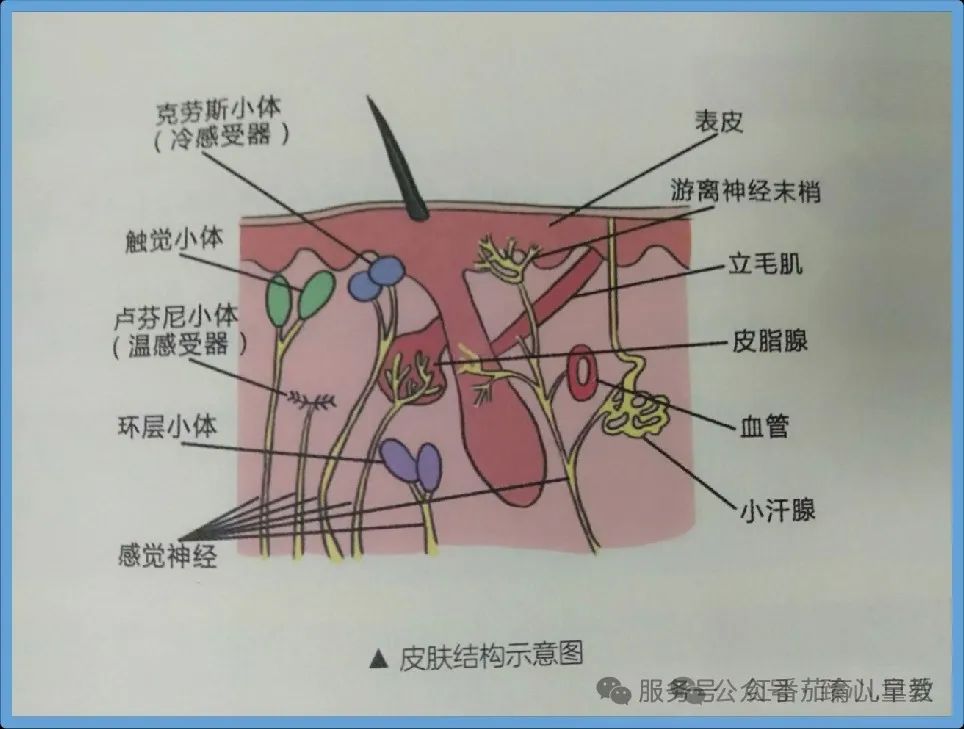 宝宝穿鞋VS光脚，这些发育差异家长一定要知道！