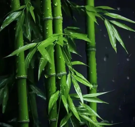明明是木，为何要模仿竹？