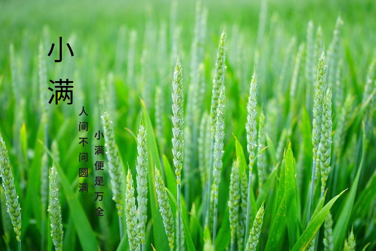 今日小满 | 人间不问圆满 小满便是万全 今日小满 | 人间不问圆满 小满便是万全