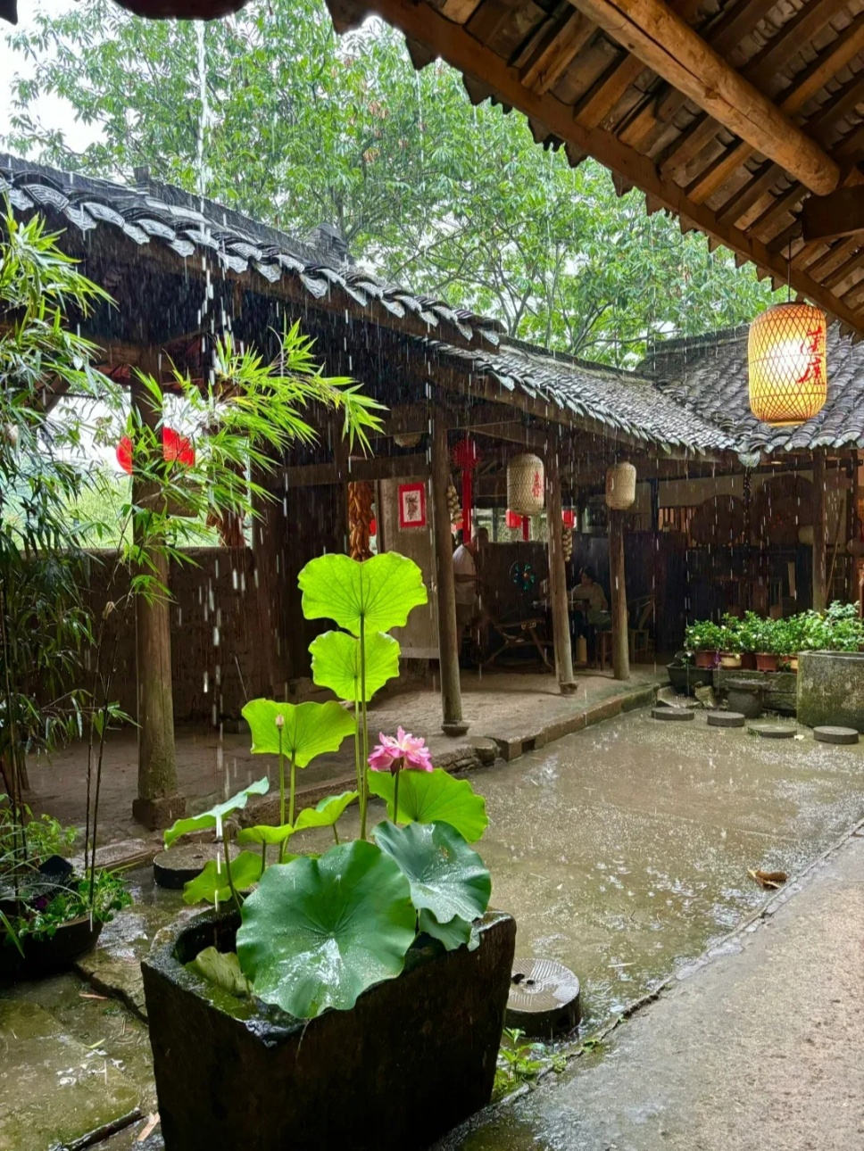 有个小院,读书、喝茶、闻花香 有个小院,读书、喝茶、闻花香