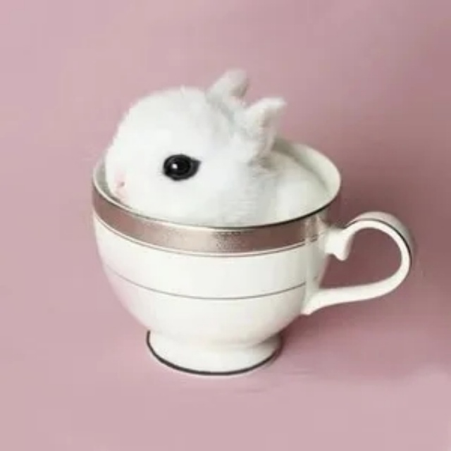 天呐，这世界上竟然有这么好看的兔子……