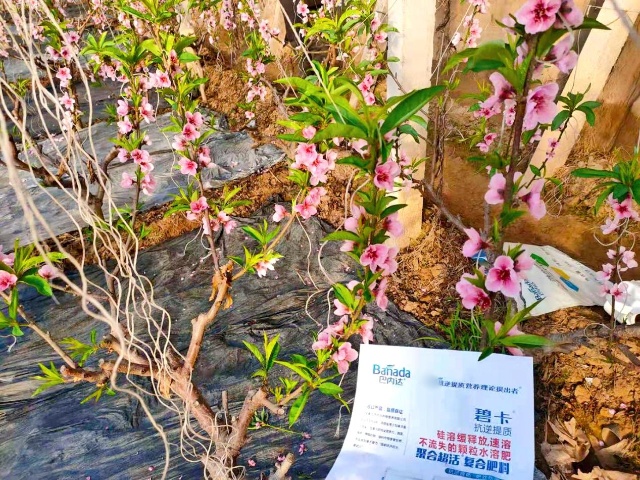 水溶肥掌握着丰收密码 水溶肥掌握着丰收密码