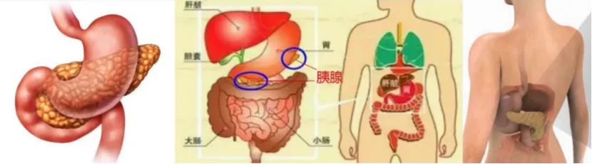 大众科普|糖尿病告别终身服药！ 用“2T疗法”唤醒胰岛细胞，血糖稳稳降下来！
