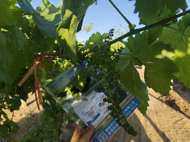 葡萄萌芽期施肥选择及管理