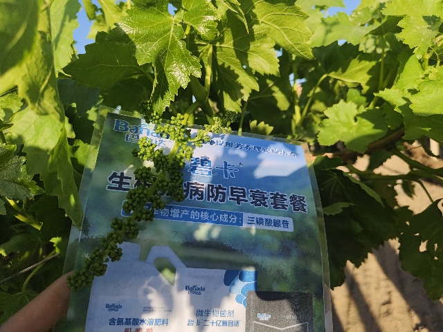 葡萄萌芽期施肥选择及管理