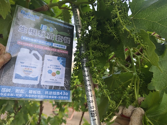葡萄萌芽期施肥选择及管理