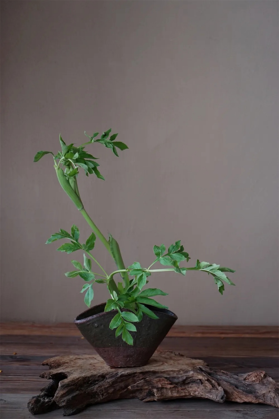 端午节,用《楚辞》中的香草插花,再现穿越千年的花影 端午节,用《楚辞》中的香草插花,再现穿越千年的花影