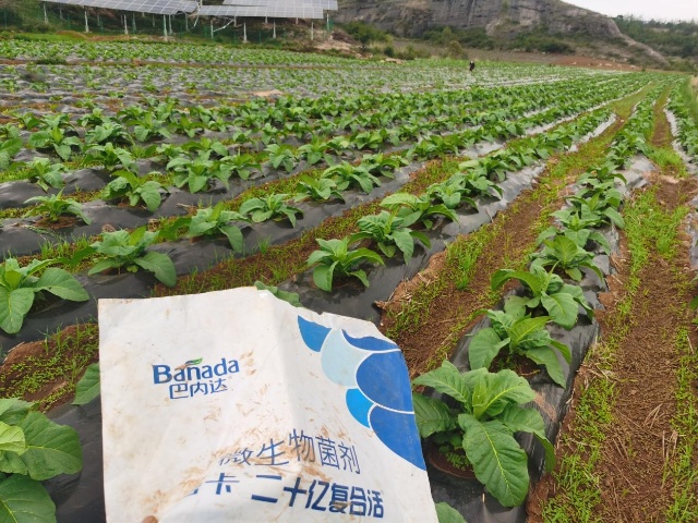 烤煙定植后管理，掌握四點很重要