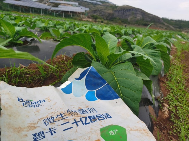 烤煙定植后管理，掌握四點很重要