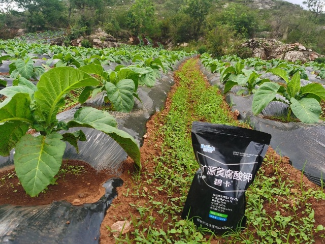 烤煙定植后管理，掌握四點很重要