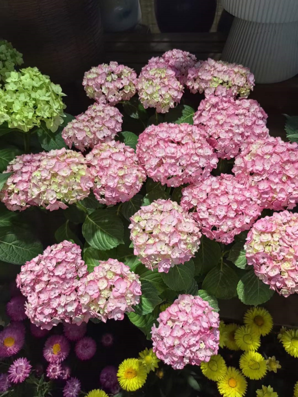 繡球花丨夏日無盡美，花開于心間