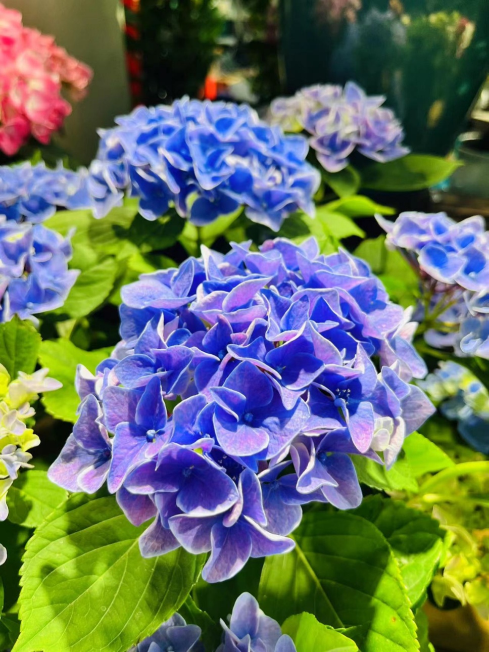 繡球花丨夏日無盡美，花開于心間