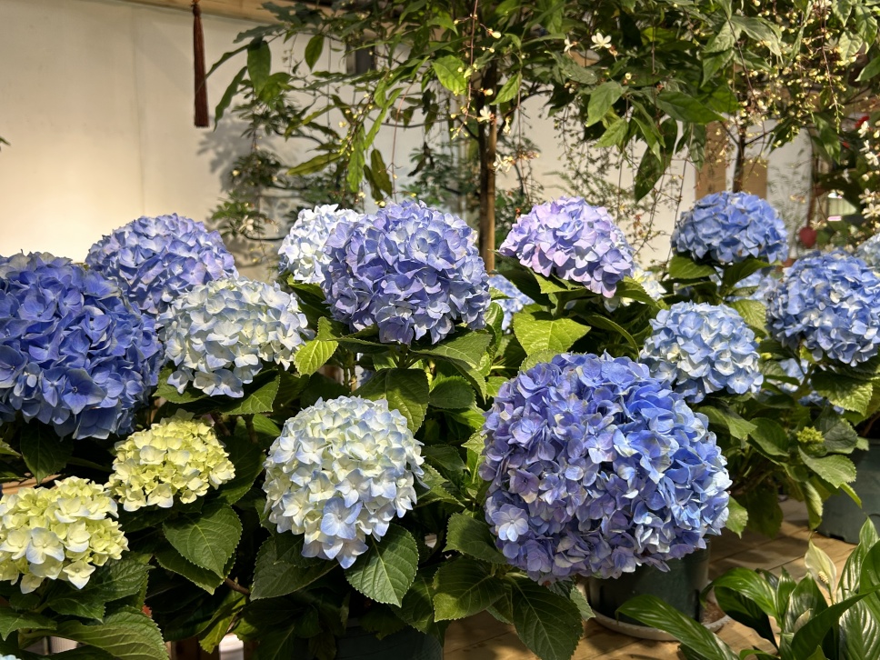 繡球花丨夏日無盡美，花開于心間