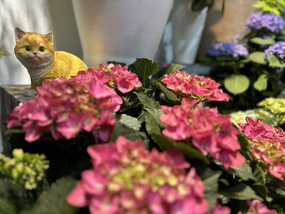 繡球花丨夏日無盡美，花開于心間