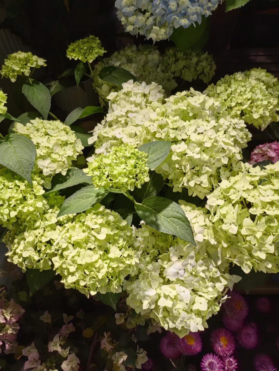 繡球花丨夏日無盡美，花開于心間