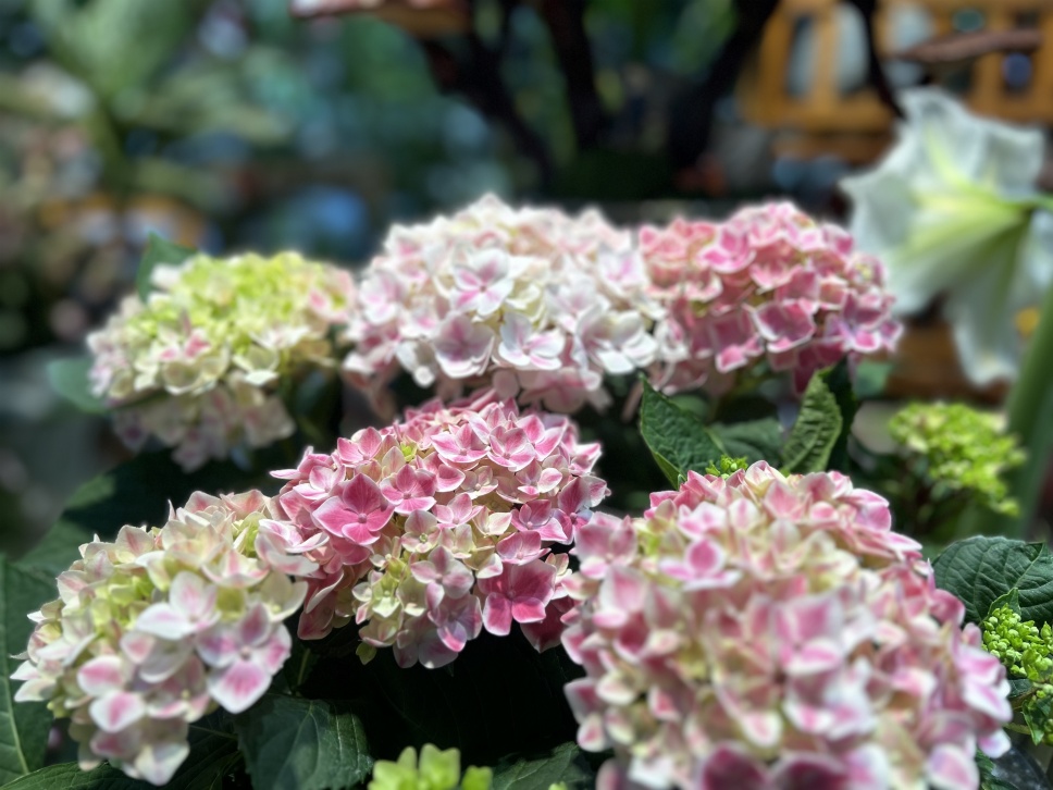 繡球花丨夏日無盡美，花開于心間