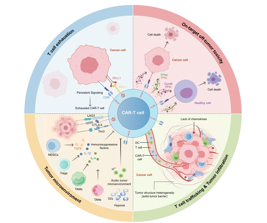 深度解码!邦耀生物刘明耀、杜冰教授团队Cancer Cell综述:CAR-T攻克实体瘤的破局之道 深度解码!邦耀生物刘明耀、杜冰教授团队Cancer Cell综述:CAR-T攻克实体瘤的破局之道