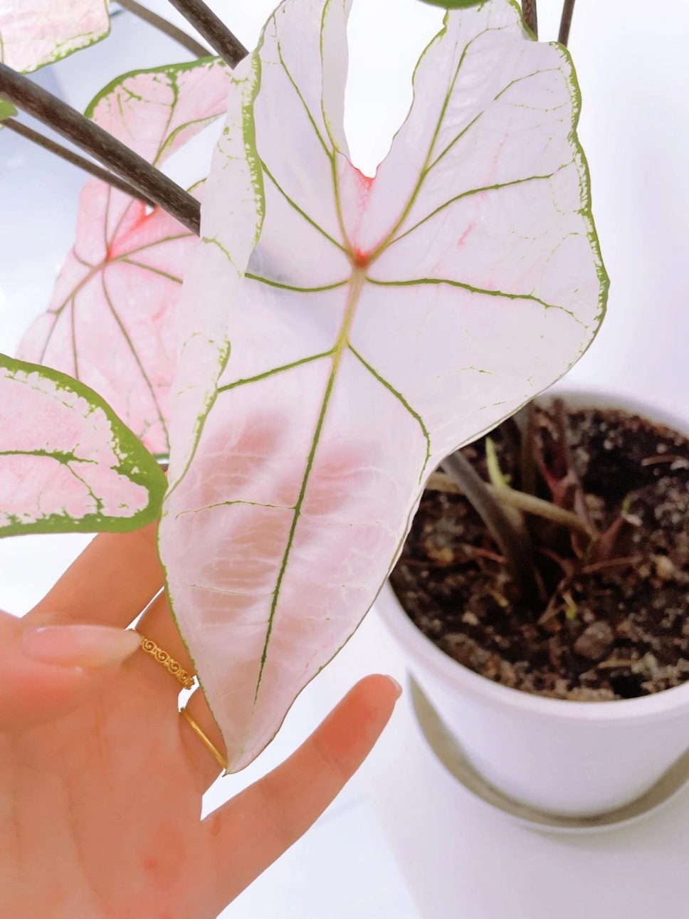 自带夏日清透感滤镜的植物,你见过吗? 自带夏日清透感滤镜的植物,你见过吗?