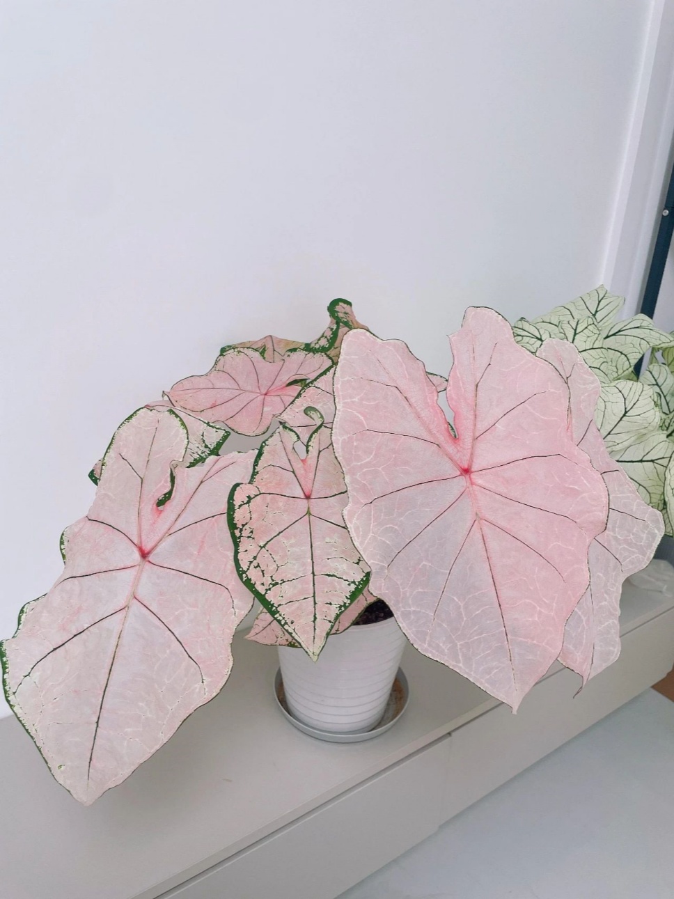 自带夏日清透感滤镜的植物,你见过吗? 自带夏日清透感滤镜的植物,你见过吗?