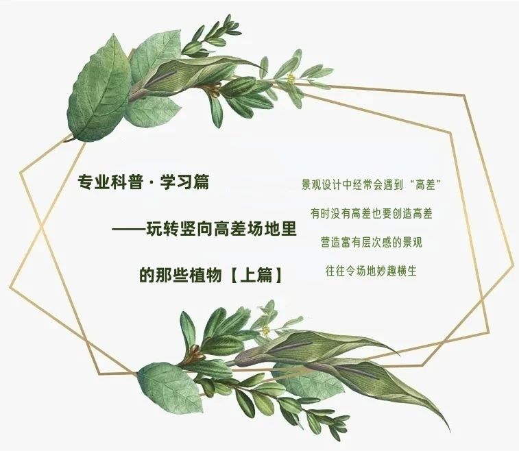 【景立方绿皮书】第八期|玩转竖向高差场地里的那些植物【上篇】 【景立方绿皮书】第八期|玩转竖向高差场地里的那些植物【上篇】