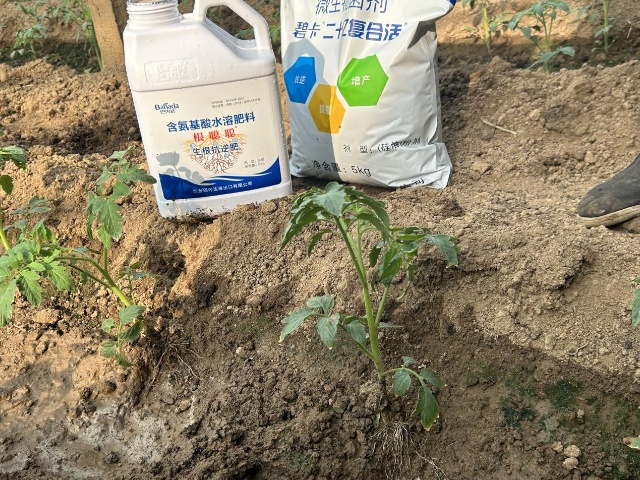土壤为何需要微生物菌剂?