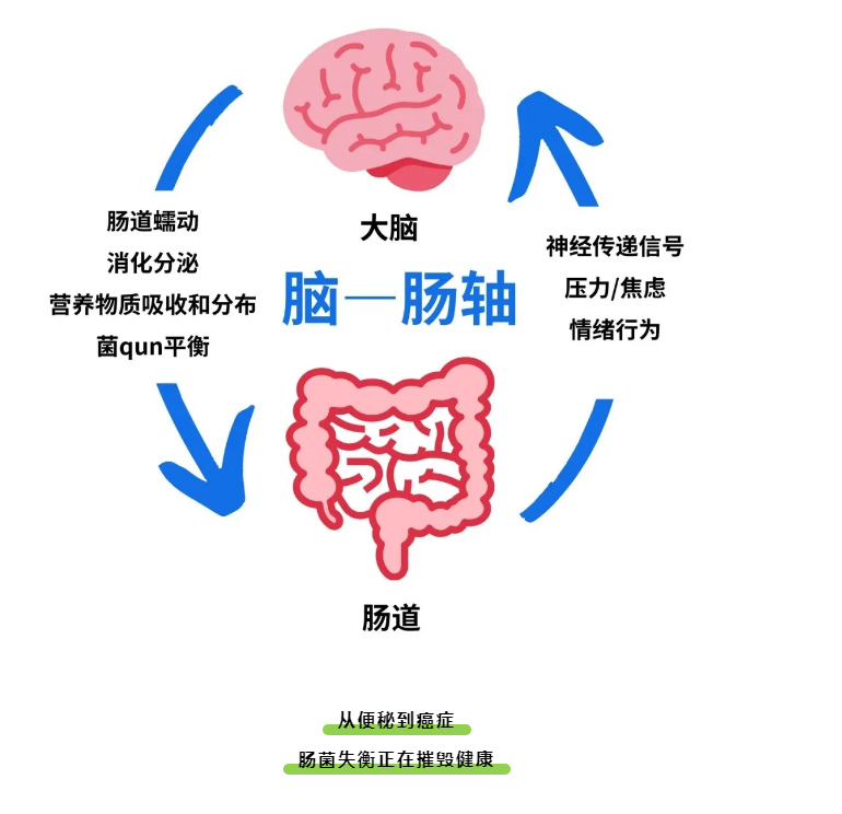 肠道菌群丨您的「第二大脑」如何左右寿命长短