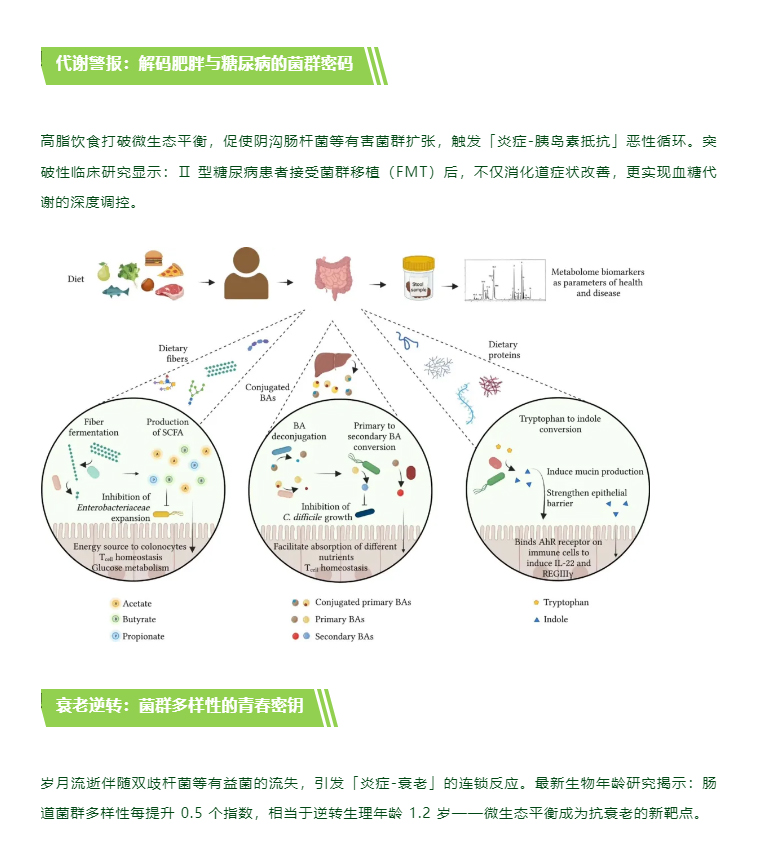 肠道菌群丨您的「第二大脑」如何左右寿命长短