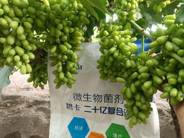 水溶肥為何效果如此明顯？