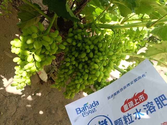 葡萄施肥要点及使用的肥料