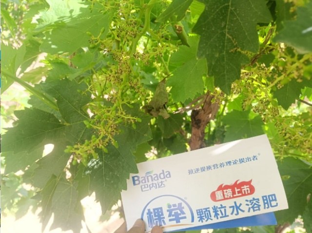 葡萄施肥要点及使用的肥料