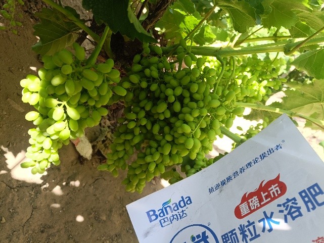 葡萄施肥要點(diǎn)及使用的肥料