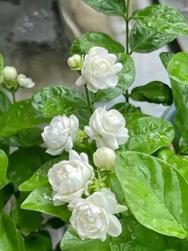 夏天我和你有一场关于鲜花的邂逅 夏天我和你有一场关于鲜花的邂逅