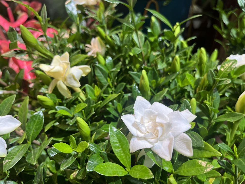 沐浴在梔香如夢(mèng)的夏日 沐浴在梔香如夢(mèng)的夏日