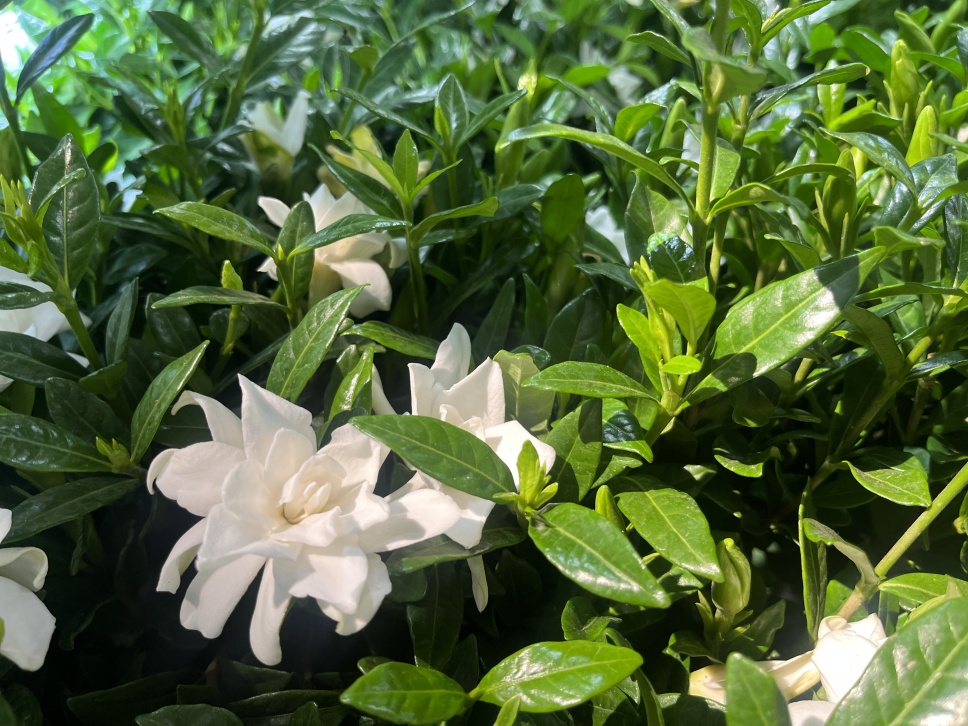 沐浴在梔香如夢(mèng)的夏日 沐浴在梔香如夢(mèng)的夏日