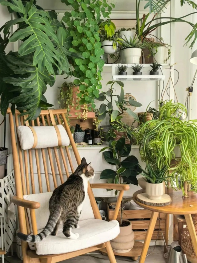 猫狗双全且绿植环绕的好日子是谁在过? 猫狗双全且绿植环绕的好日子是谁在过?