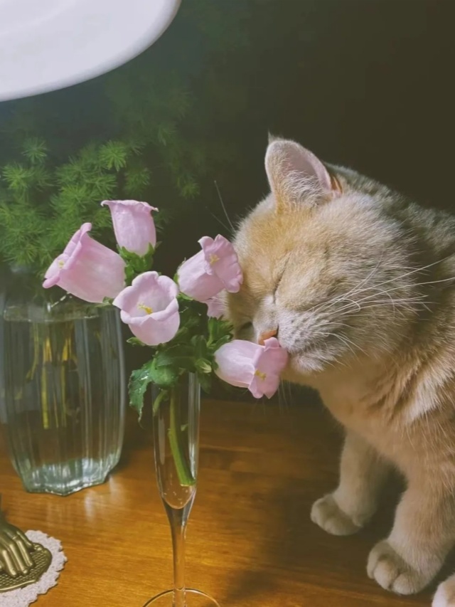 猫狗双全且绿植环绕的好日子是谁在过? 猫狗双全且绿植环绕的好日子是谁在过?