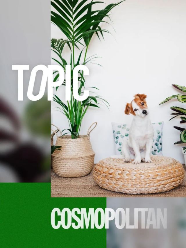 猫狗双全且绿植环绕的好日子是谁在过? 猫狗双全且绿植环绕的好日子是谁在过?