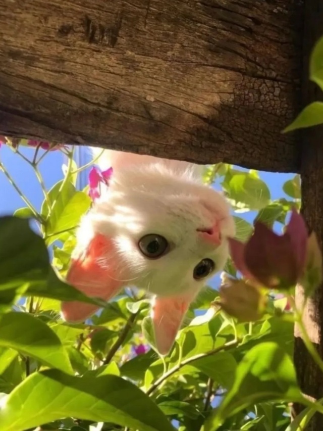 猫狗双全且绿植环绕的好日子是谁在过? 猫狗双全且绿植环绕的好日子是谁在过?
