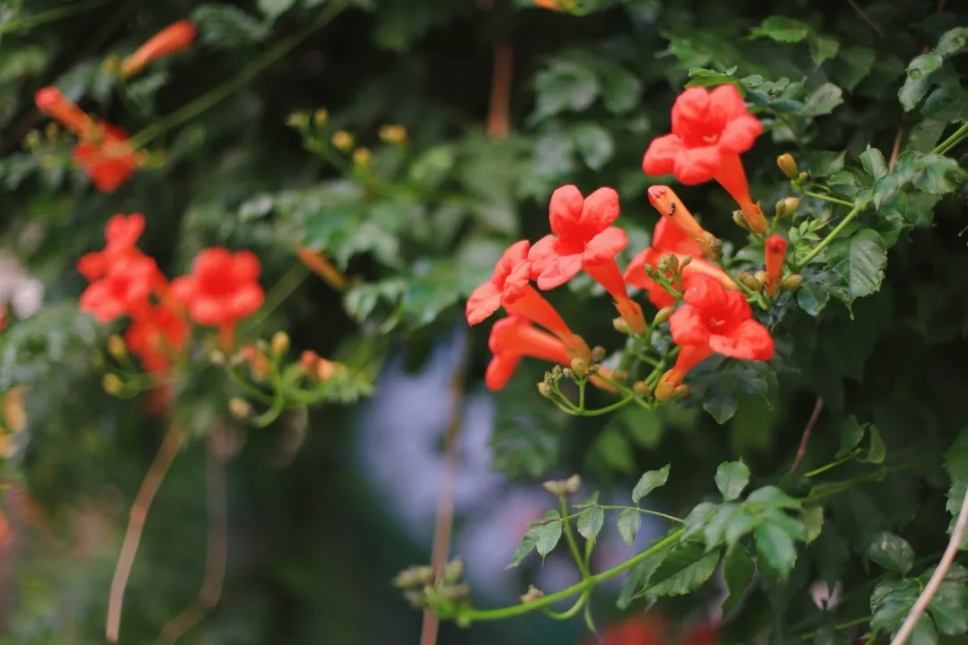 “多闻草木少识人”——凌霄花开 “多闻草木少识人”——凌霄花开